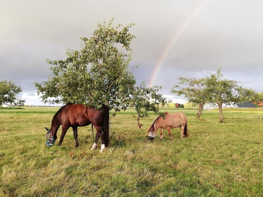 'T Winkeltje - Vakantiehuisje Op Boerderij Huize Blokland Hem Экстерьер фото